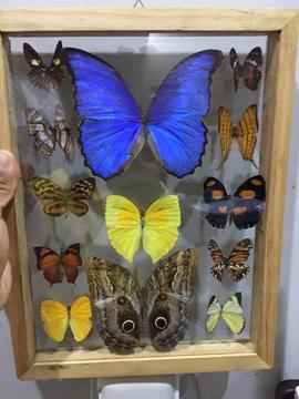 Coleccion de Mariposas