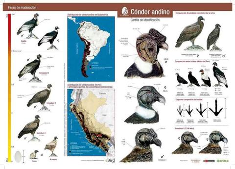 Cóndor Andino, Guía de Campo de Aves