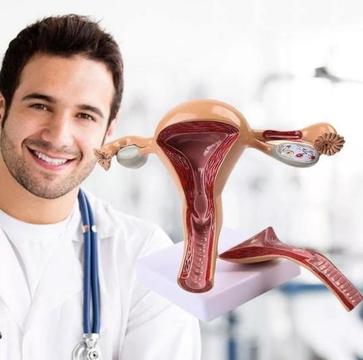 Maqueta Del Utero Con Ovarios en 4D Para estudiantes y profesionales de Medicina de Ginecología, etc 926476399