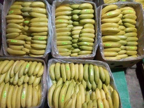 Plátanos de seda orgánico