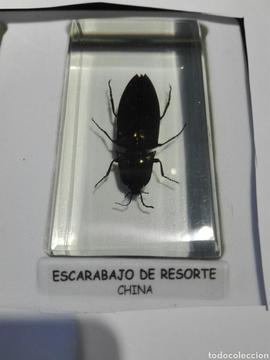 Insecto Escarabajo De Resorte China
