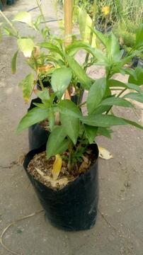 Plantas, Jardineros, Galán de Noche