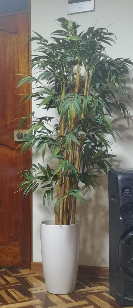 Planta Bambu con Maceta