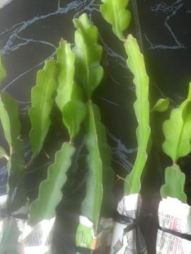 Se Vende Esquejes Y Plantas de Pitahaya