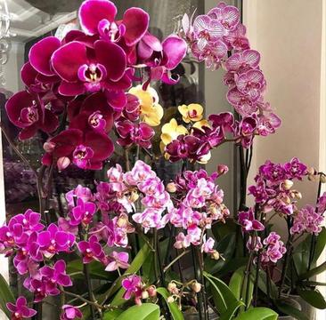 Orquídeas Dia de La Madre