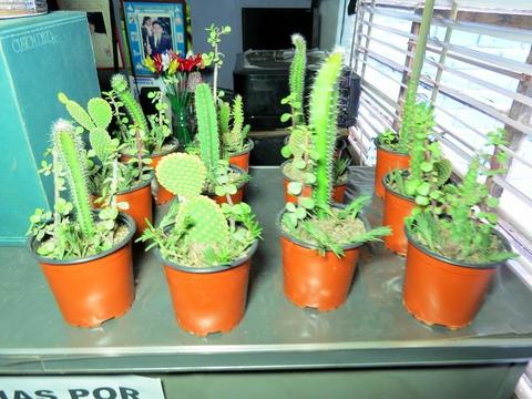 Plantas, cactus, suculentas en macetitas para regalo, recuerdo