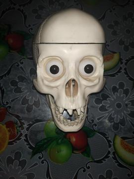 Craneo Educativo para Anatomía Humana