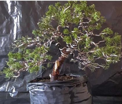 Venta de Pre - Bonsai, mantenimiento y curso