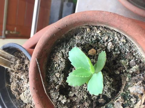 Kalanchoe pinnata