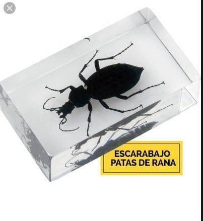 Insecto escarabajo patas de rana Indochina