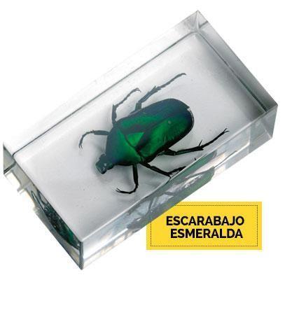 Insecto Escarabajo Esmeralda Japon