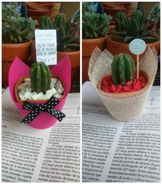 Recuerdos Macetas Plantitas Suculentas Cactus para matrimonio misa bautizo babyshower cumpleaños comunion