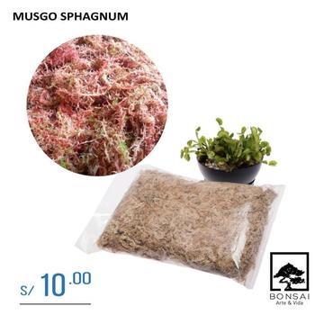 Musgo Sphagnum Orquideas - Bonsai