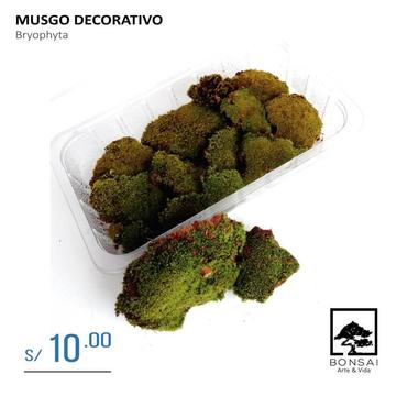 Musgo Decorativo Para Bonsai - Orquideas - Kokedamas