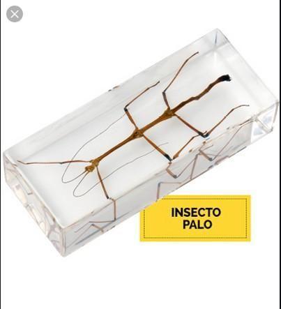 INSECTO PALO ORIENTAL