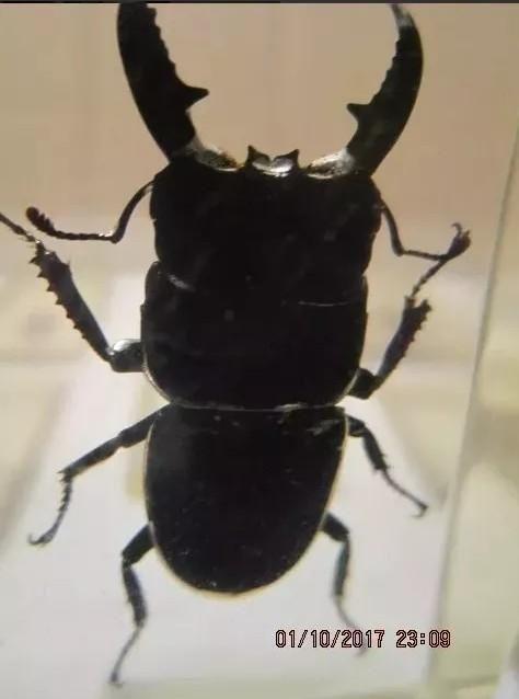 Insecto Escarabajo Ciervo Volante