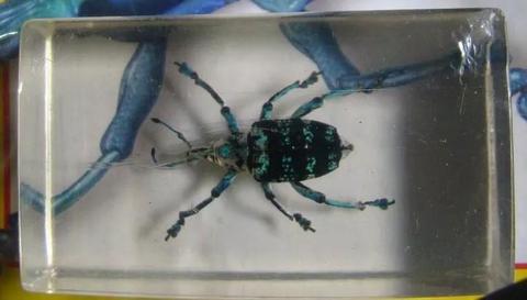 Insecto Gorgojo Azul Papua Nueva Guinea