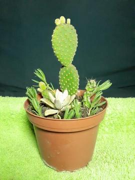 Plantas de cactus para atraer la energía positiva